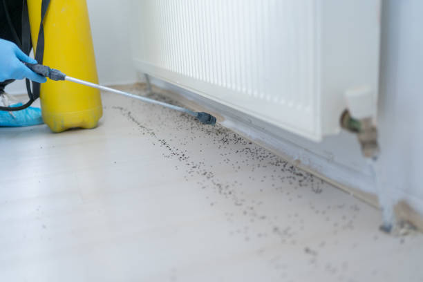 Best Affordable Pest Control Services  in Marceline, MO